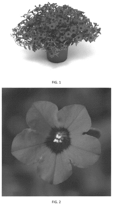 Figure 1 of US plant patent PP33747, the photograph of PEHY0050 printed in the patent.