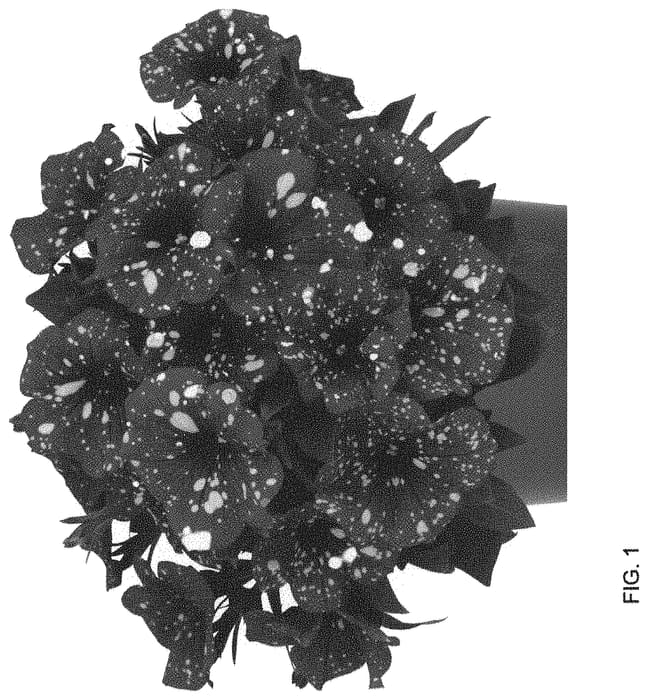 Figure 1 of US plant patent PP33748, the photograph of Dopetsuspama printed in the patent.