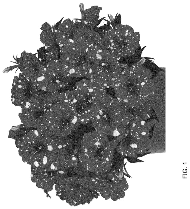 Figure 1 of US plant patent PP33749, the photograph of Dopetsuspare printed in the patent.