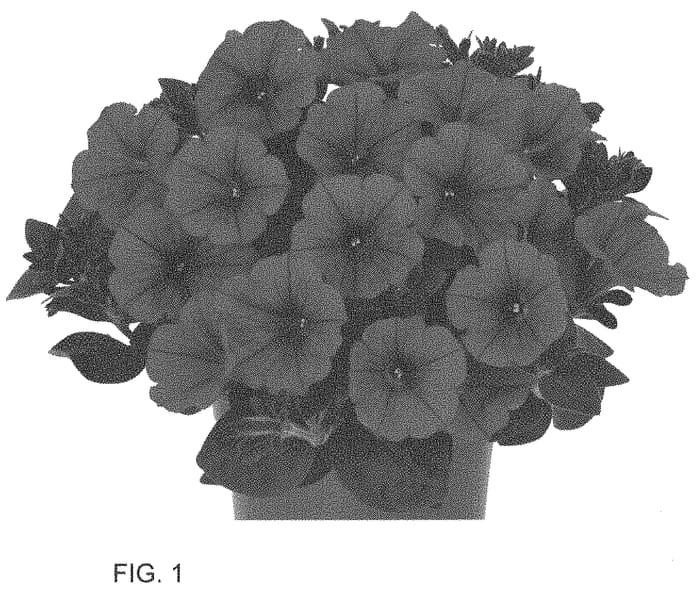 Figure 1 of US plant patent PP33750, the photograph of Dopetdurahopi printed in the patent.