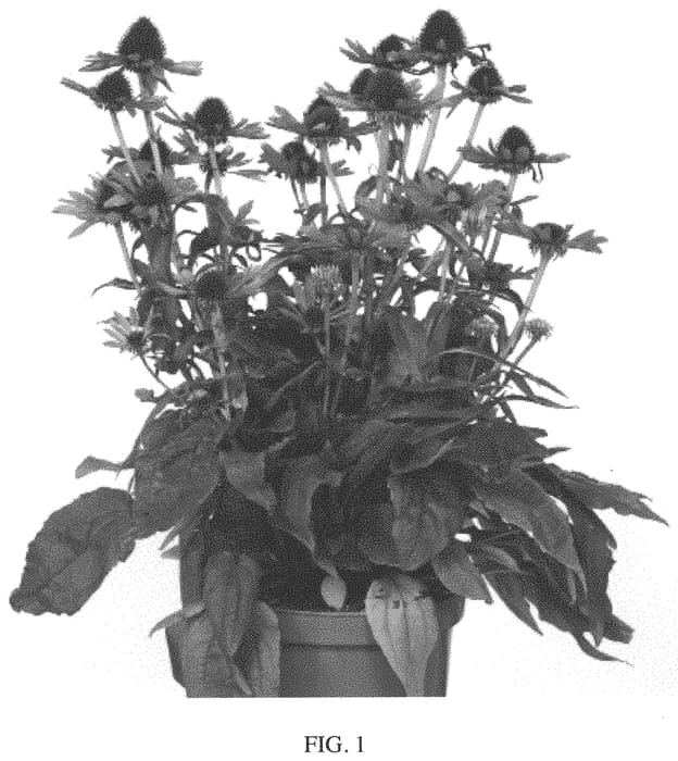 Figure 1 of US plant patent PP33751, the photograph of PEARL495 printed in the patent.