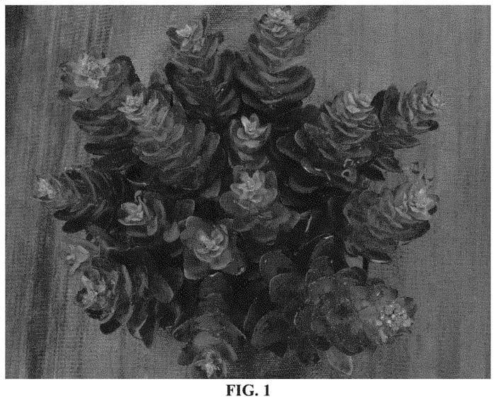 Figure 1 of US plant patent PP33752, the photograph of Conga Line printed in the patent.