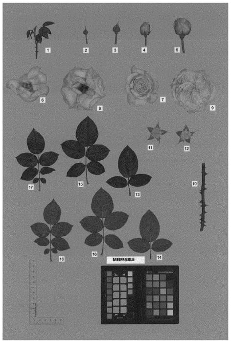Figure 1 of US plant patent PP33753, the photograph of MEIFFABLE printed in the patent.