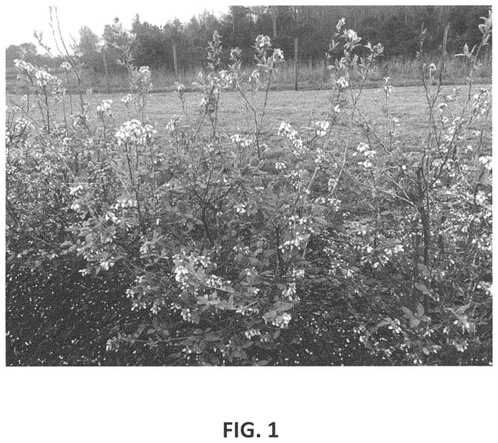 Figure 1 of US plant patent PP33754, the photograph of TH-1797 printed in the patent.