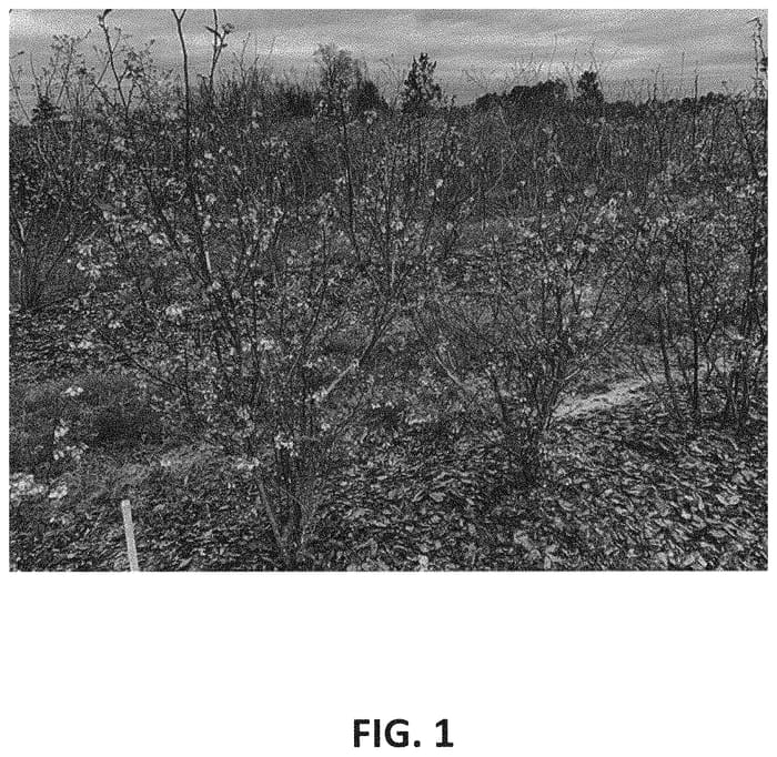 Figure 1 of US plant patent PP33755, the photograph of TH-1493 printed in the patent.