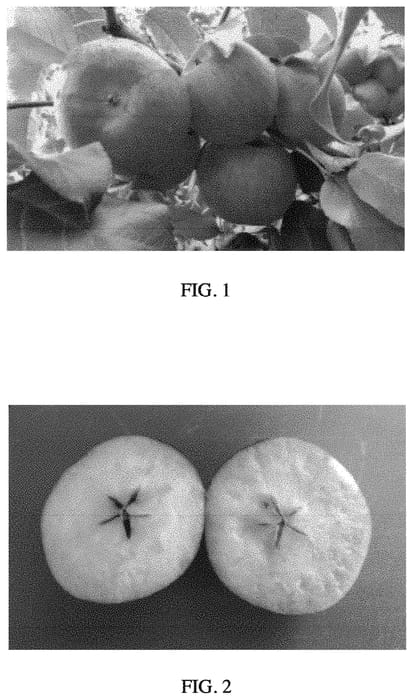 Figure 1 of US plant patent PP33756, the photograph of MN80 printed in the patent.