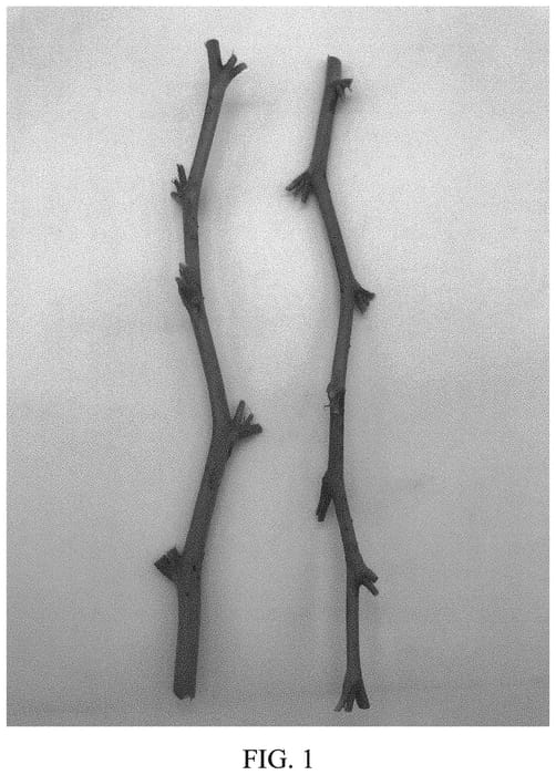 Figure 1 of US plant patent PP33758, the photograph of DrisRaspTwentyOne printed in the patent.