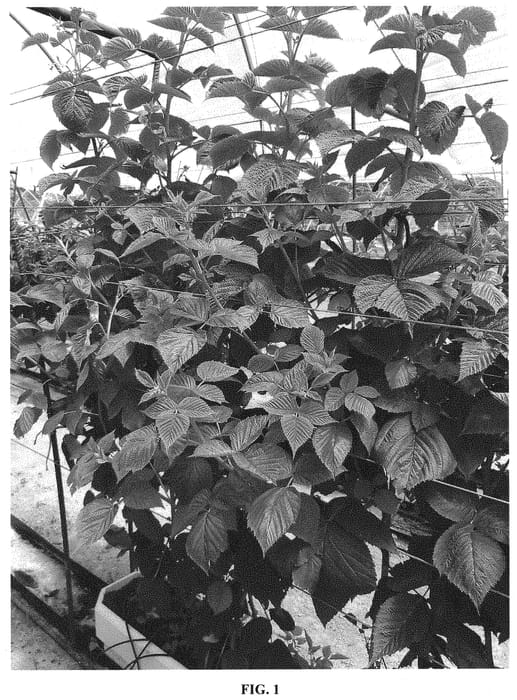 Figure 1 of US plant patent PP33759, the photograph of R15-21-5 printed in the patent.