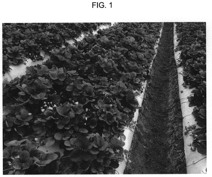 Figure 1 of US plant patent PP33760, the photograph of PEP-12.6010 printed in the patent.