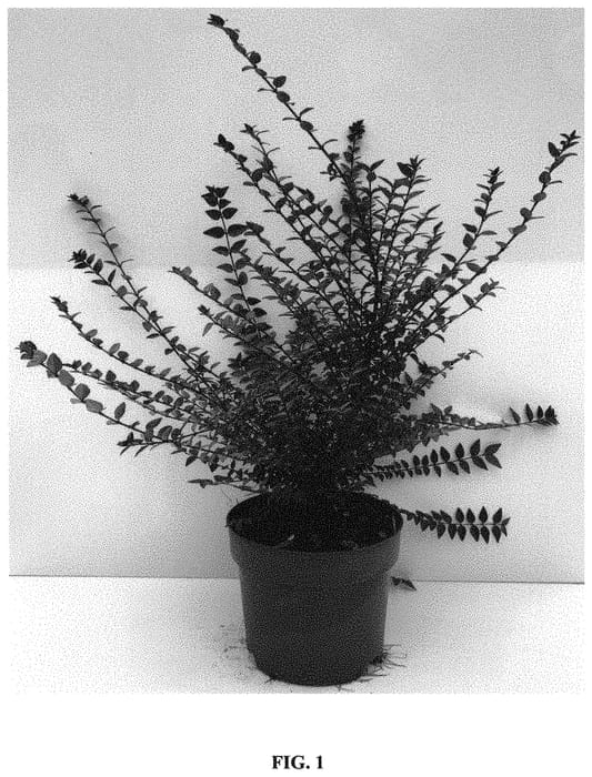 Figure 1 of US plant patent PP33761, the photograph of GRLN02 printed in the patent.