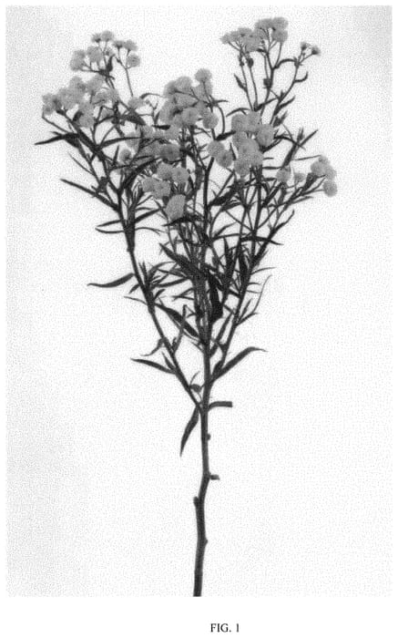 Figure 1 of US plant patent PP33762, the photograph of DACHFULMON printed in the patent.