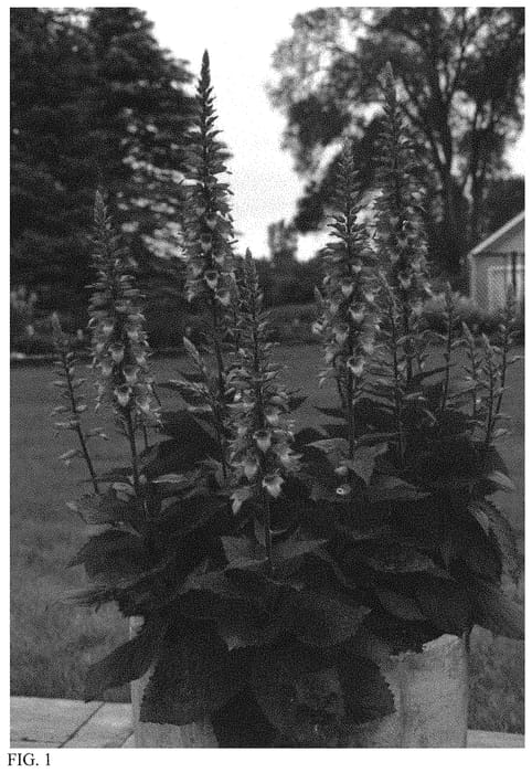 Figure 1 of US plant patent PP33764, the photograph of Rising Phoenix printed in the patent.