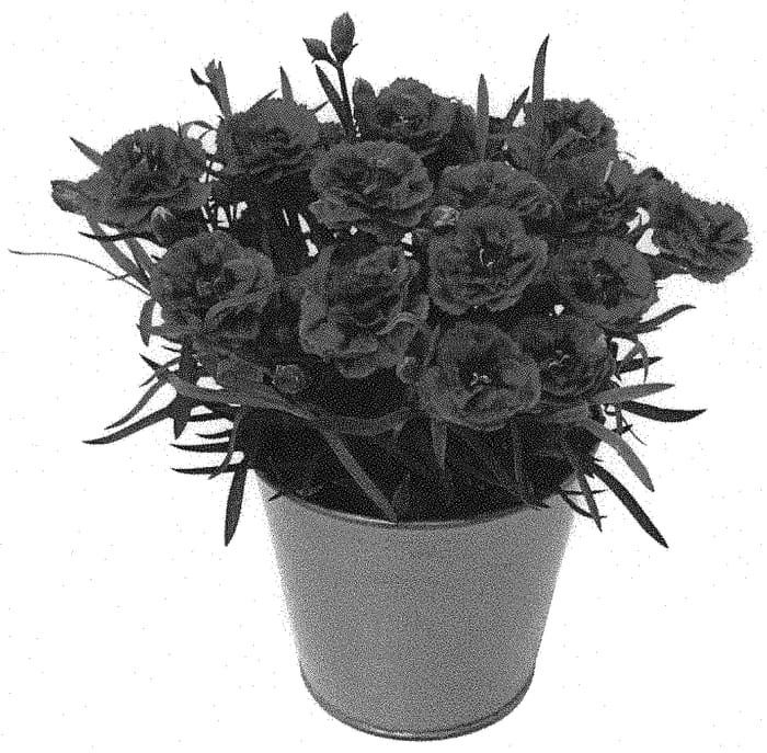 Figure 1 of US plant patent PP33765, the photograph of KLEDP20311 printed in the patent.