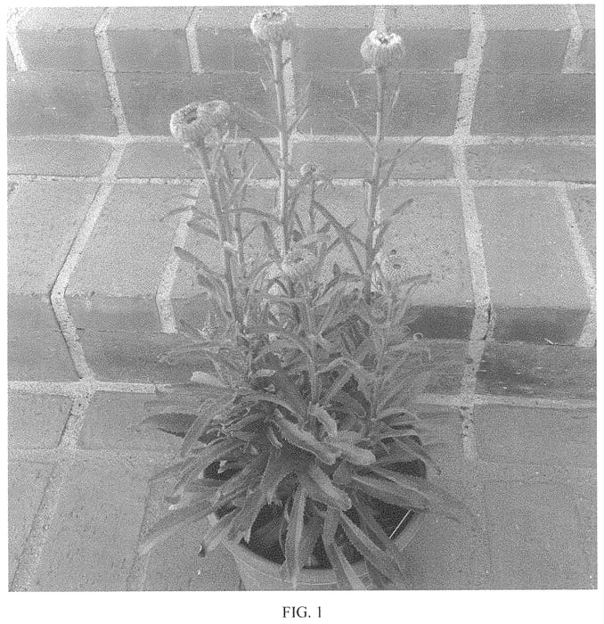 Figure 1 of US plant patent PP33766, the photograph of Real Goldcup printed in the patent.