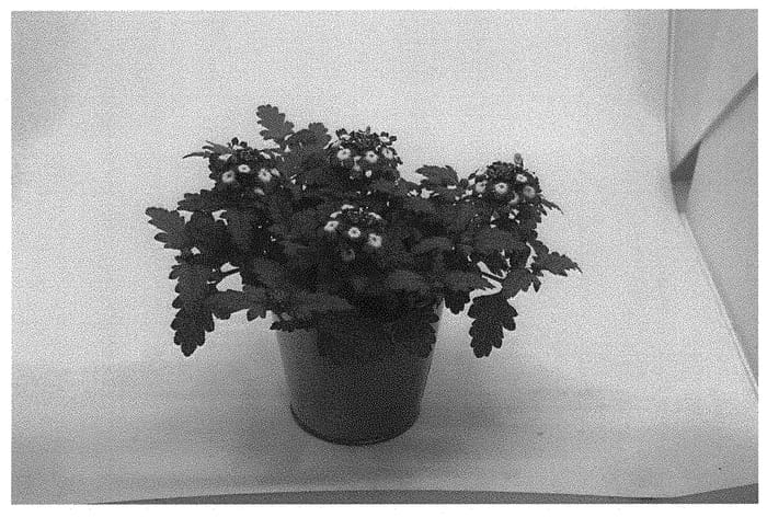 Figure 1 of US plant patent PP33767, the photograph of KLEVP20081 printed in the patent.
