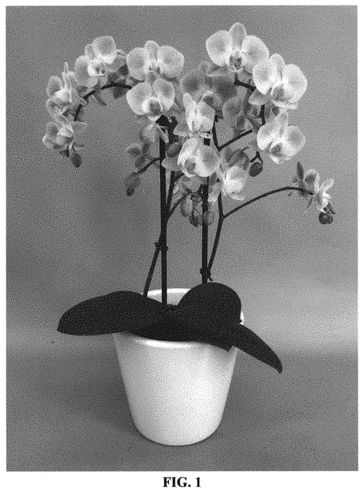 Figure 1 of US plant patent PP33768, the photograph of PHALISCON printed in the patent.