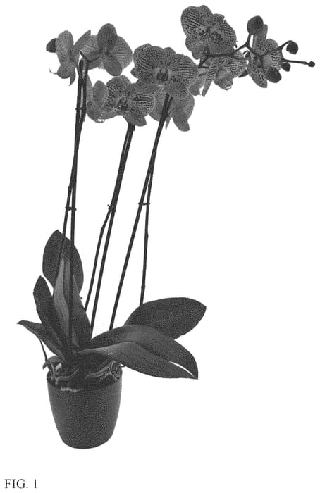 Figure 1 of US plant patent PP33769, the photograph of Impulsive printed in the patent.