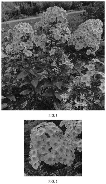 Figure 1 of US plant patent PP33770, the photograph of Balkaposin printed in the patent.