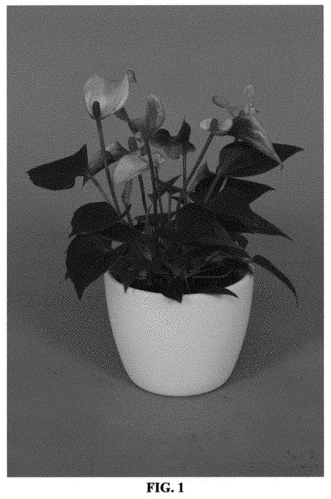 Figure 1 of US plant patent PP33771, the photograph of ANTHGLAM printed in the patent.