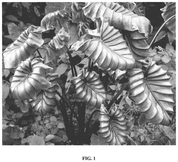 Figure 1 of US plant patent PP33772, the photograph of Pharaohs Mask printed in the patent.