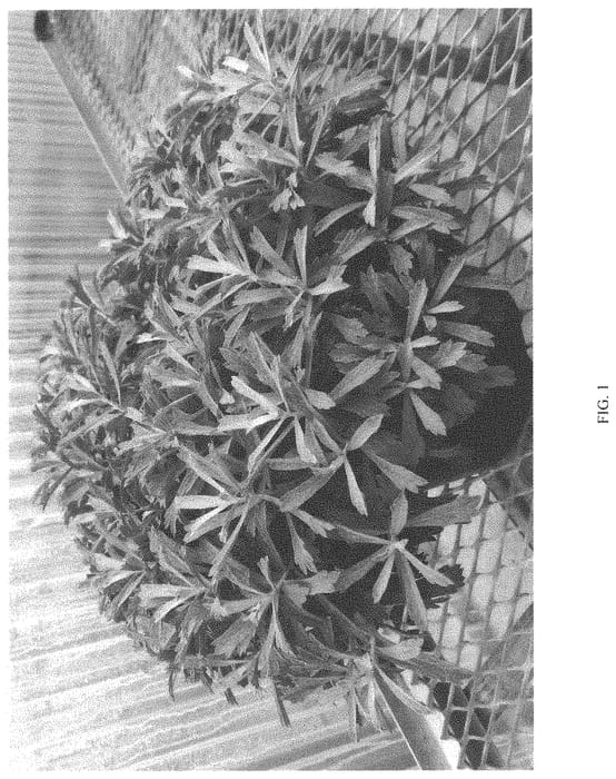 Figure 1 of US plant patent PP33773, the photograph of G18123 printed in the patent.