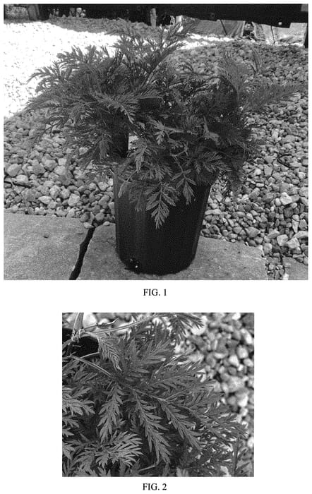 Figure 1 of US plant patent PP33774, the photograph of Balfernarc printed in the patent.