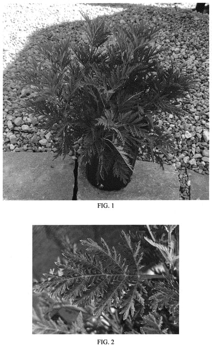 Figure 1 of US plant patent PP33775, the photograph of Balfernlym printed in the patent.