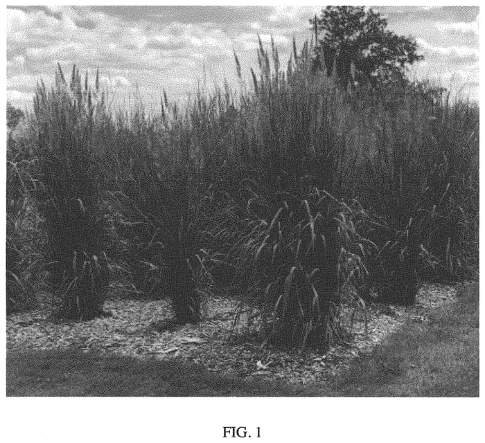 Figure 1 of US plant patent PP33776, the photograph of MNYG318153 printed in the patent.