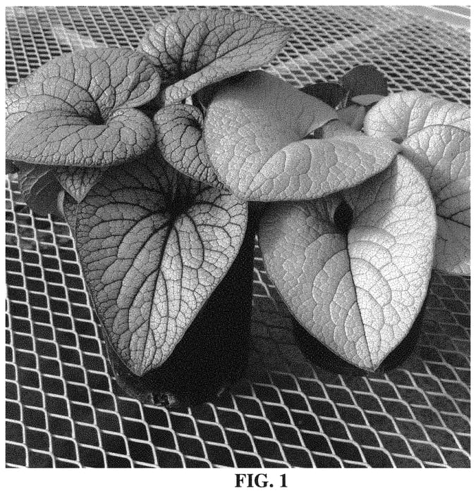 Figure 1 of US plant patent PP33777, the photograph of Alexandria printed in the patent.