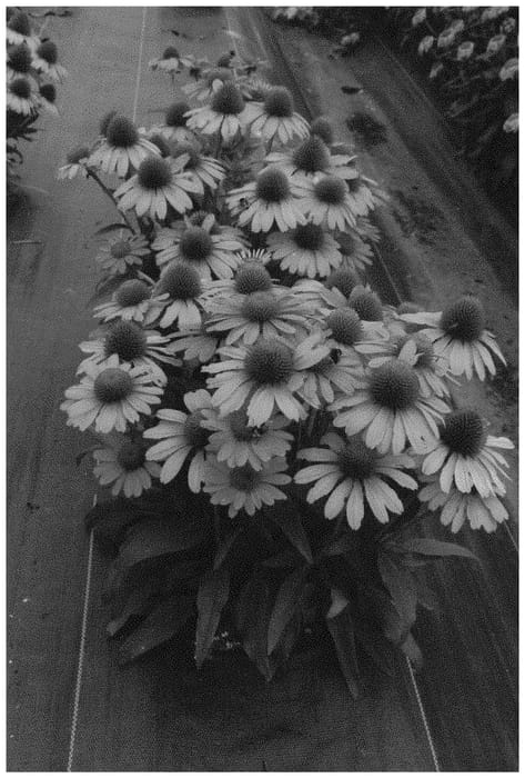 Figure 1 of US plant patent PP33778, the photograph of TNECHPS printed in the patent.
