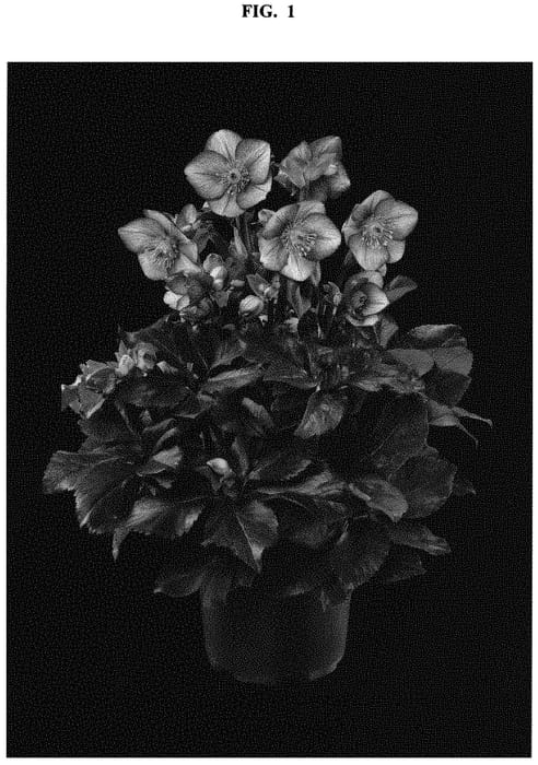 Figure 1 of US plant patent PP33779, the photograph of COSEH 6500 printed in the patent.