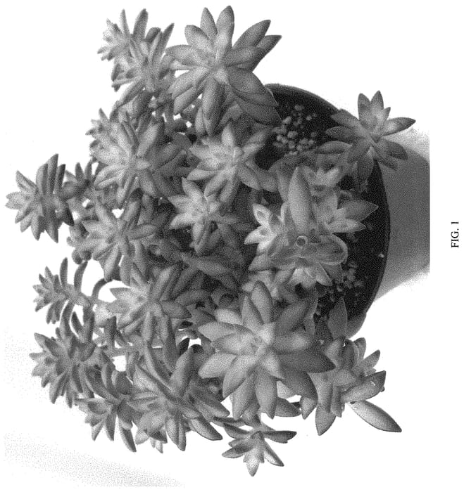 Figure 1 of US plant patent PP33780, the photograph of SHOOTING STARS printed in the patent.