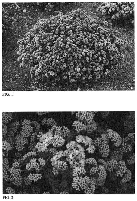 Figure 1 of US plant patent PP33781, the photograph of Tiramisu printed in the patent.