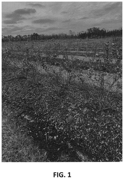 Figure 1 of US plant patent PP33782, the photograph of TH-1872 printed in the patent.
