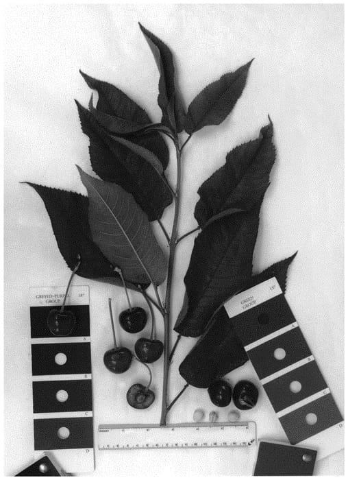Figure 1 of US plant patent PP33783, the photograph of IFG Cher-eight printed in the patent.