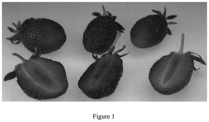 Figure 1 of US plant patent PP33784, the photograph of NJ09-2-1 printed in the patent.