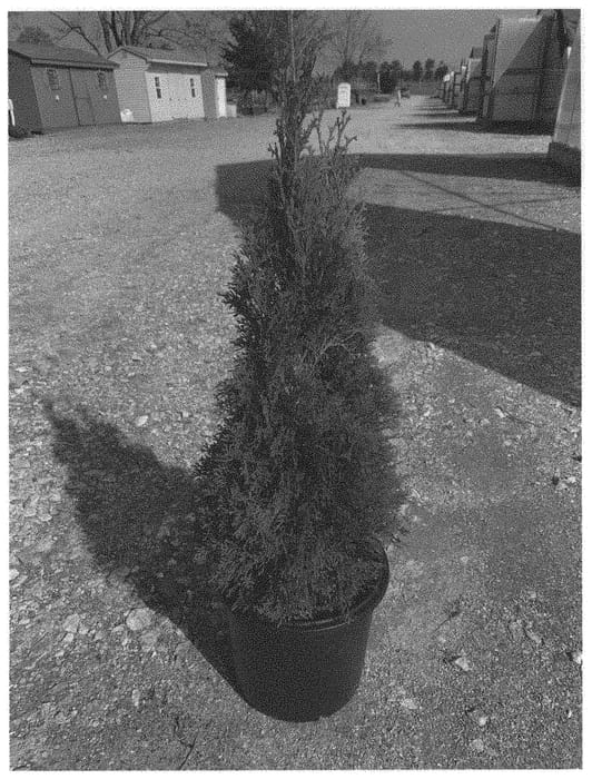 Figure 1 of US plant patent PP33785, the photograph of LilShreckthu printed in the patent.