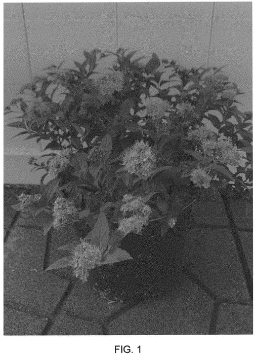 Figure 1 of US plant patent PP33786, the photograph of Iceconspir printed in the patent.