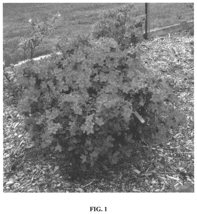 Figure 1 of US plant patent PP33787, the photograph of UMNAZ633 printed in the patent.