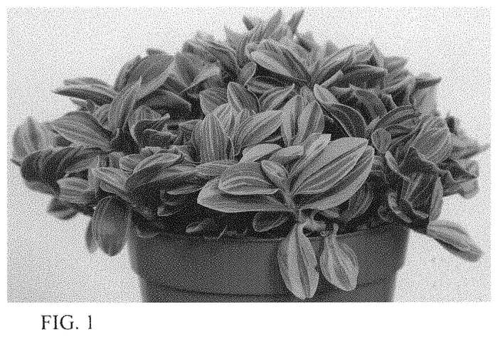 Figure 1 of US plant patent PP33788, the photograph of EC-TRADE-2011 printed in the patent.