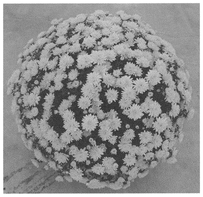 Figure 1 of US plant patent PP33789, the photograph of Zanmusweet printed in the patent.