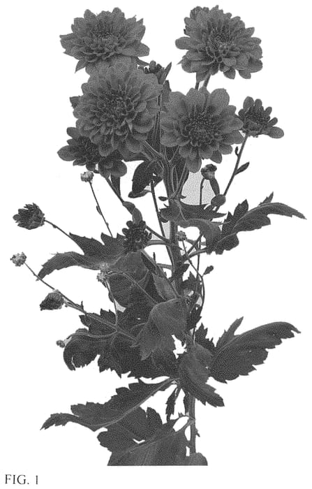 Figure 1 of US plant patent PP33790, the photograph of DLFPASC7 printed in the patent.