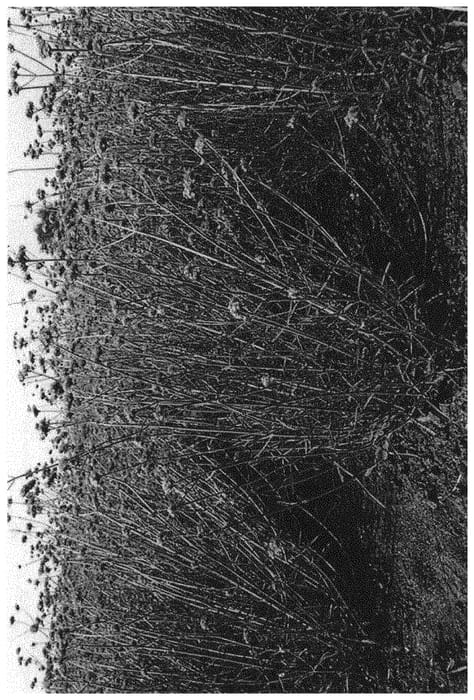 Figure 1 of US plant patent PP33791, the photograph of VERBDF printed in the patent.