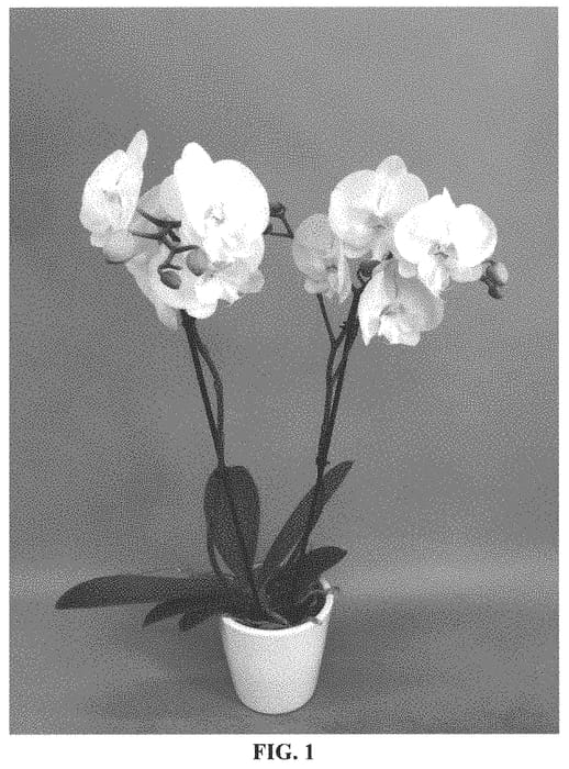 Figure 1 of US plant patent PP33792, the photograph of PHA1437158 printed in the patent.