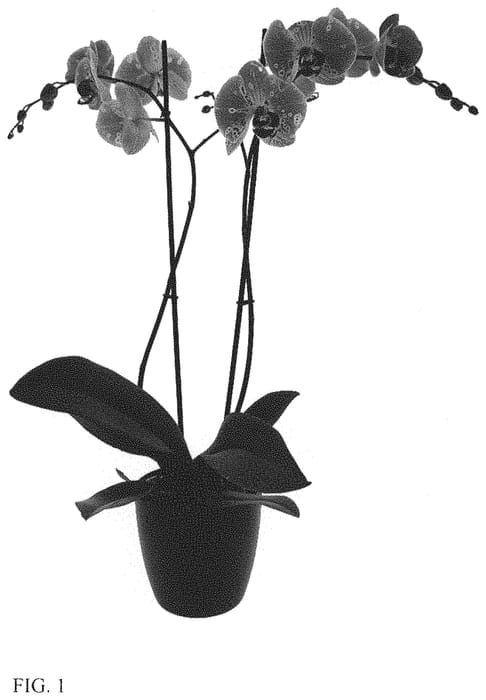 Figure 1 of US plant patent PP33793, the photograph of Strange Magic printed in the patent.
