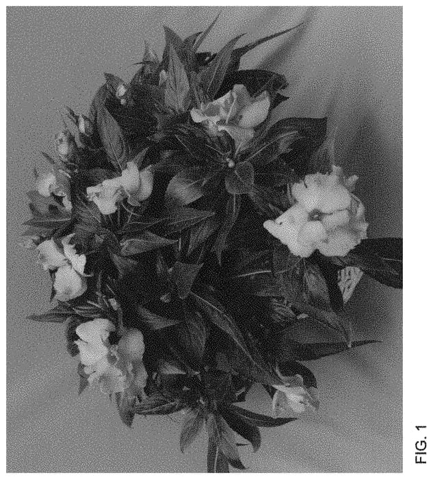 Figure 1 of US plant patent PP33794, the photograph of Dongirolsal printed in the patent.