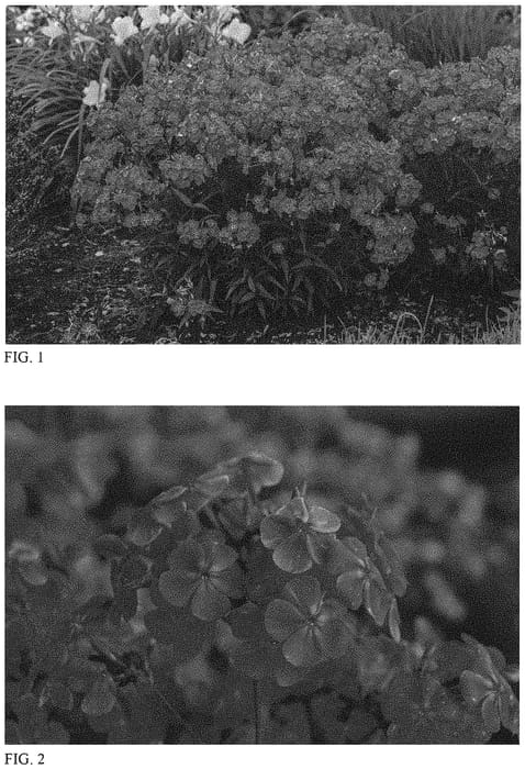 Figure 1 of US plant patent PP33795, the photograph of Magenta Pearl printed in the patent.