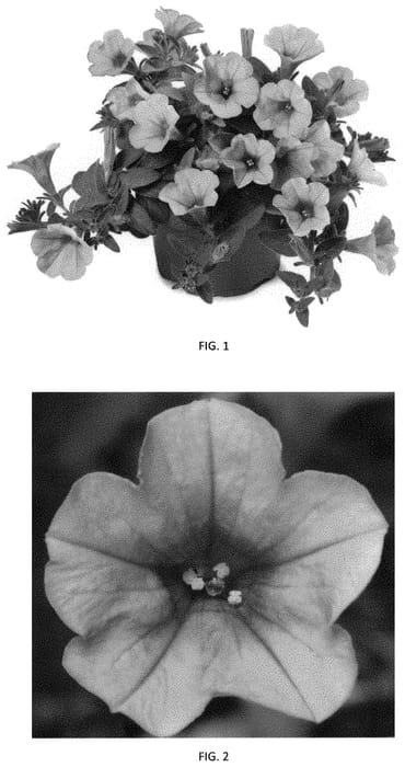 Figure 1 of US plant patent PP33796, the photograph of PEHY0066 printed in the patent.
