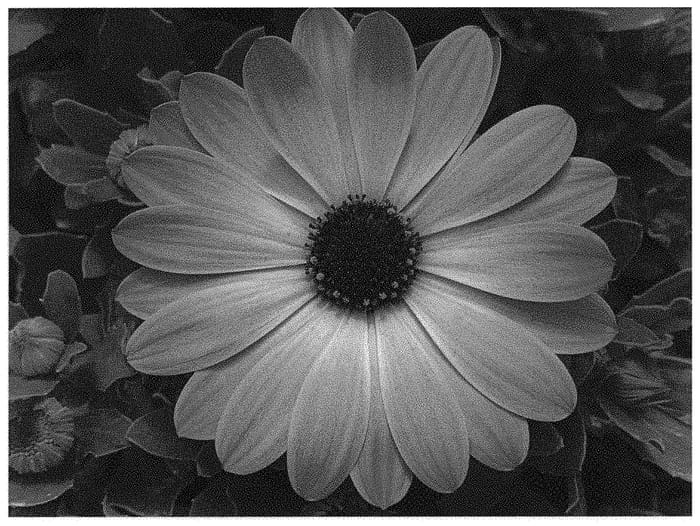 Figure 1 of US plant patent PP33797, the photograph of KLEOE20559 printed in the patent.