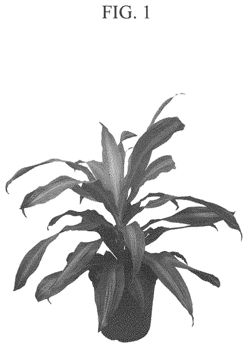 Figure 1 of US plant patent PP33798, the photograph of BRONZE BAY printed in the patent.